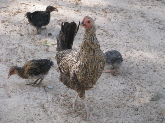 01 Poule Et Poussins